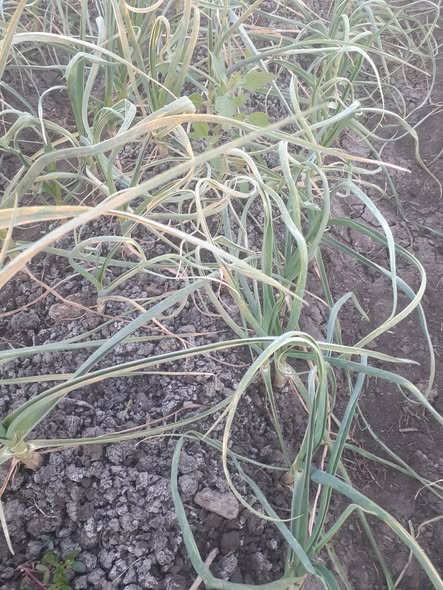 ثوم بلدي
نوع الإصابة والعلاج